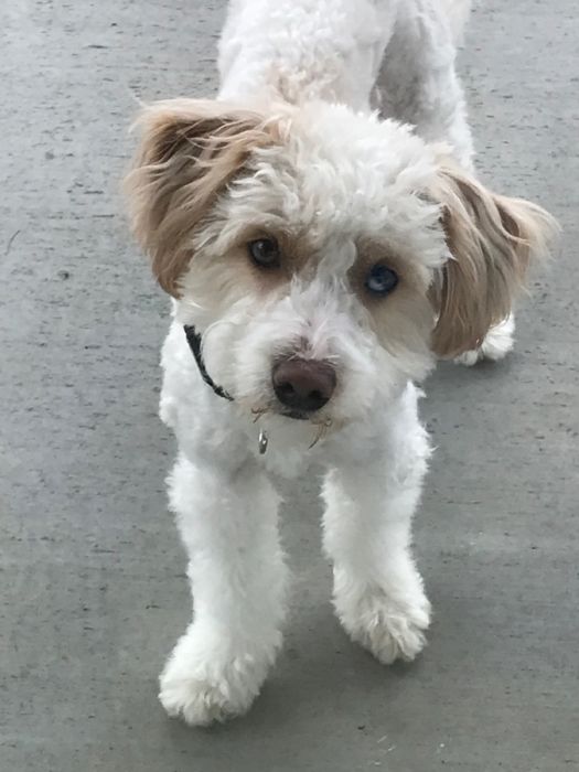 F1B mini male AussieDoodle 