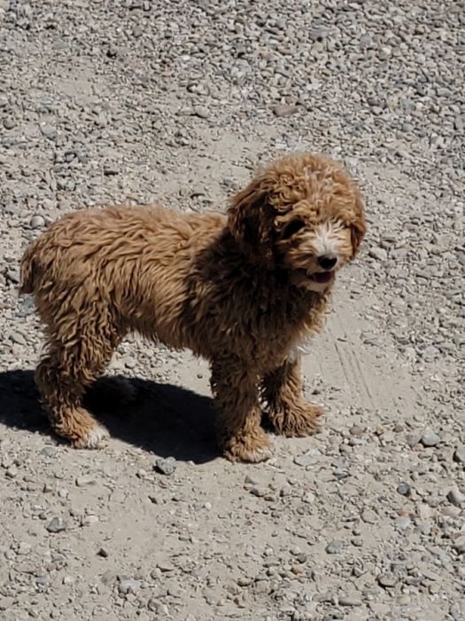 Pure Bred Mini Poodle