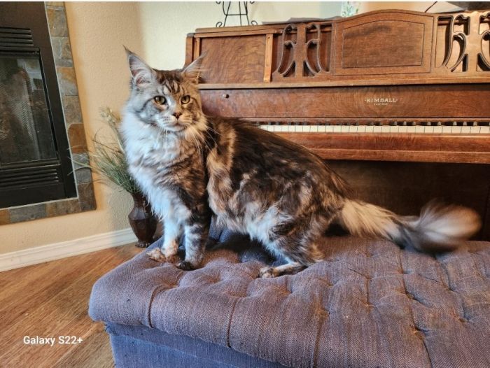 European Maine Coons FREE DELIVERY !