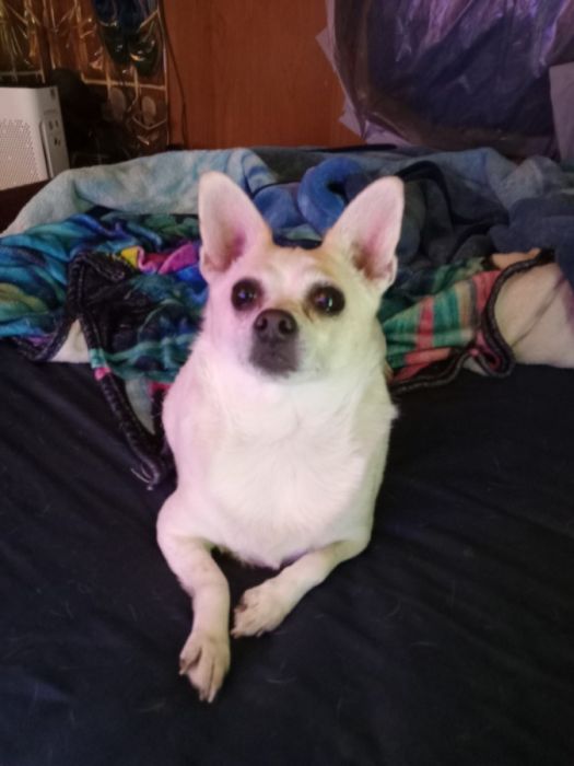 Free to a good home 5 yrs female Chihuahua 