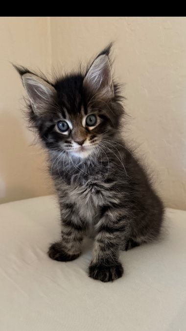 Maine Coon Kittens