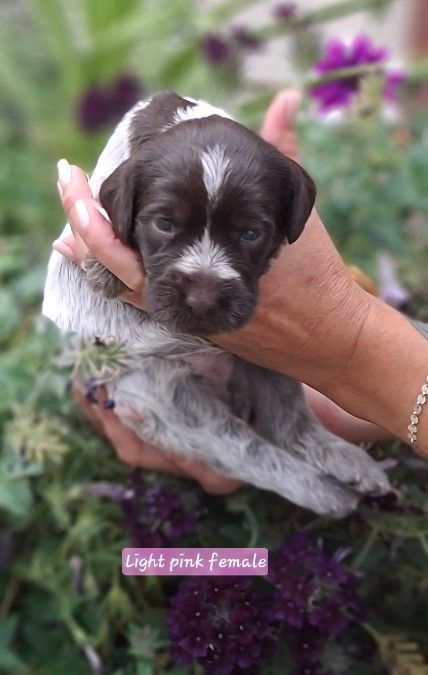 Puppies - Wirehaired Pointing Griffon 