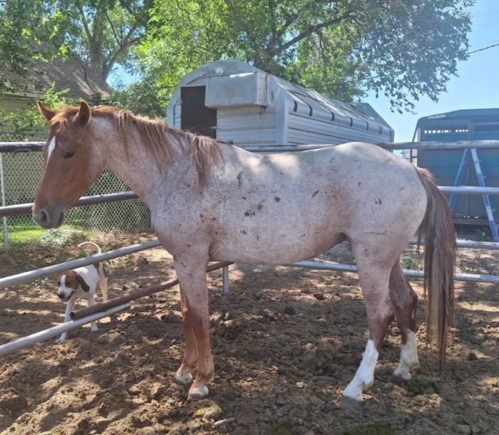 Red roan mare 