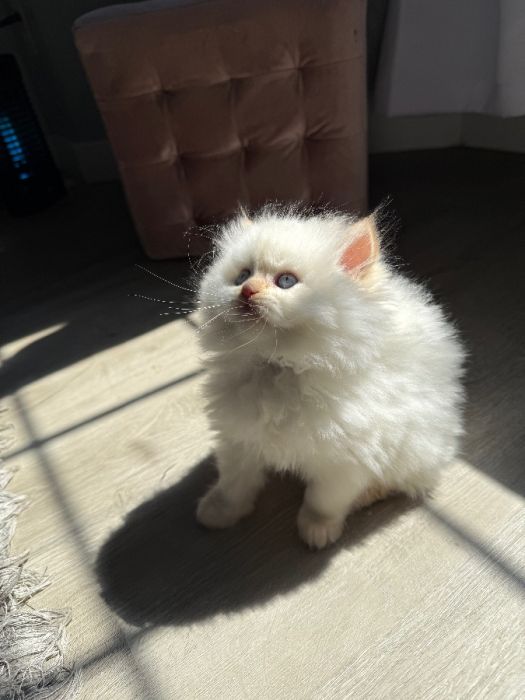 Persian kittens 