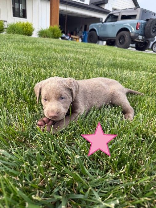 &quot;Silver&quot; AKC Labrador Retriever Puppies