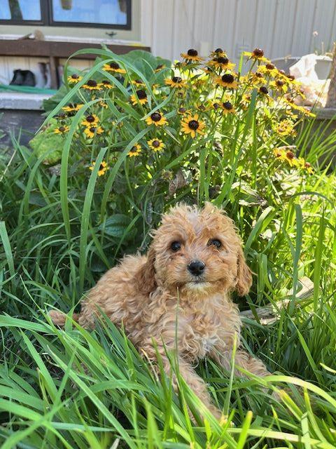 Daisy's Female 
