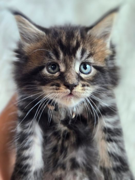European Maine Coons