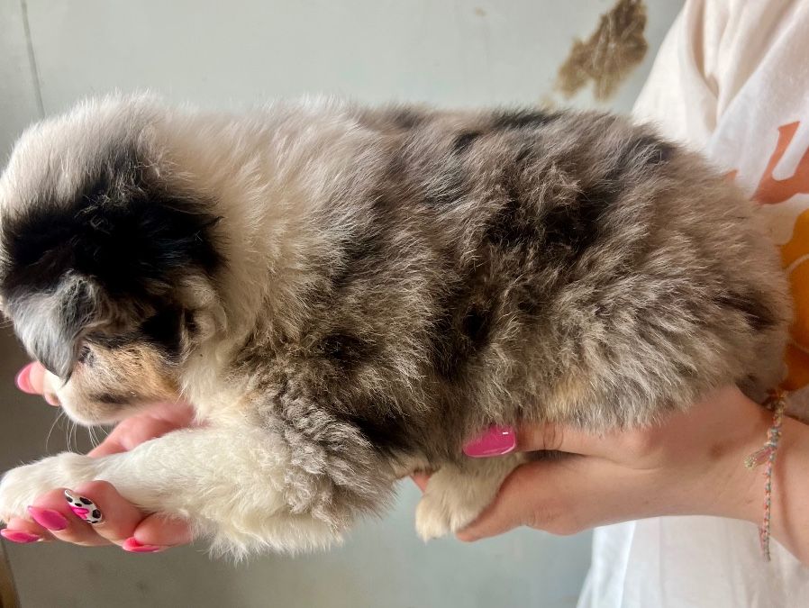 Male blue eyed blue merle