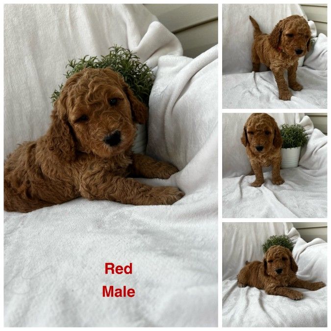 Red Puppy