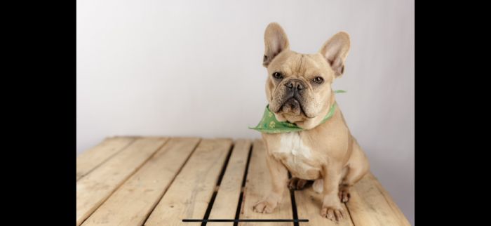 Need to rehome our French bulldog. 