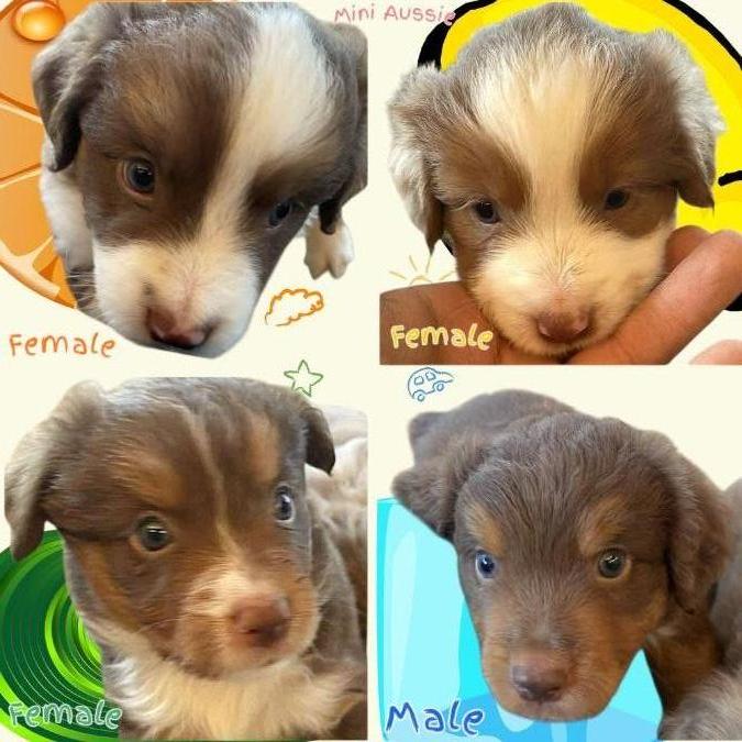 AKC Mini Aussie