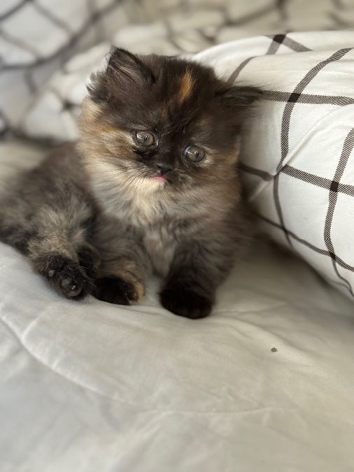 Toy, Persians, long haired