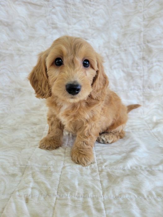 Doxiepoo Puppies 