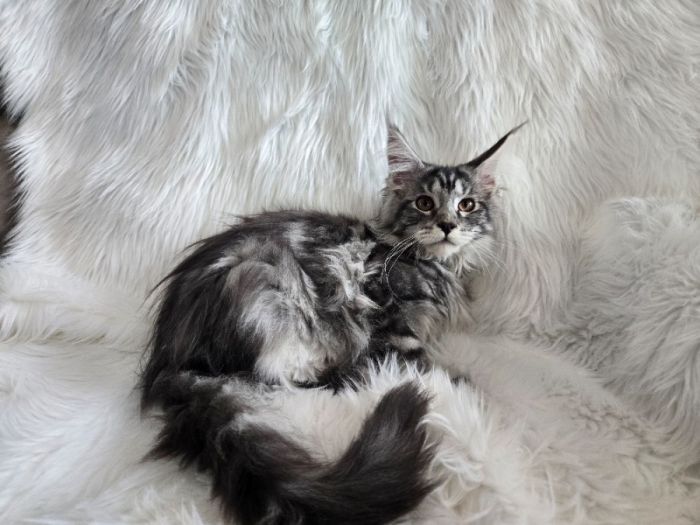 European Maine Coons