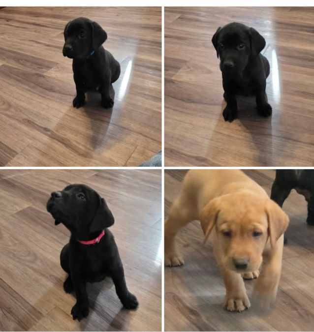 AKC UKC Labrador puppies