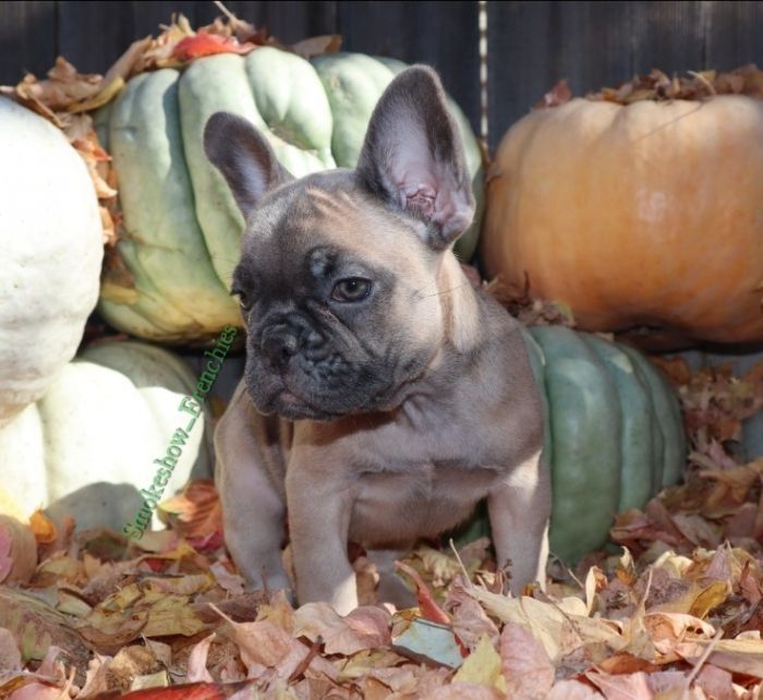 AKC French Bulldog 
