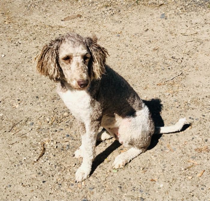 Retired Female Standard Poodle