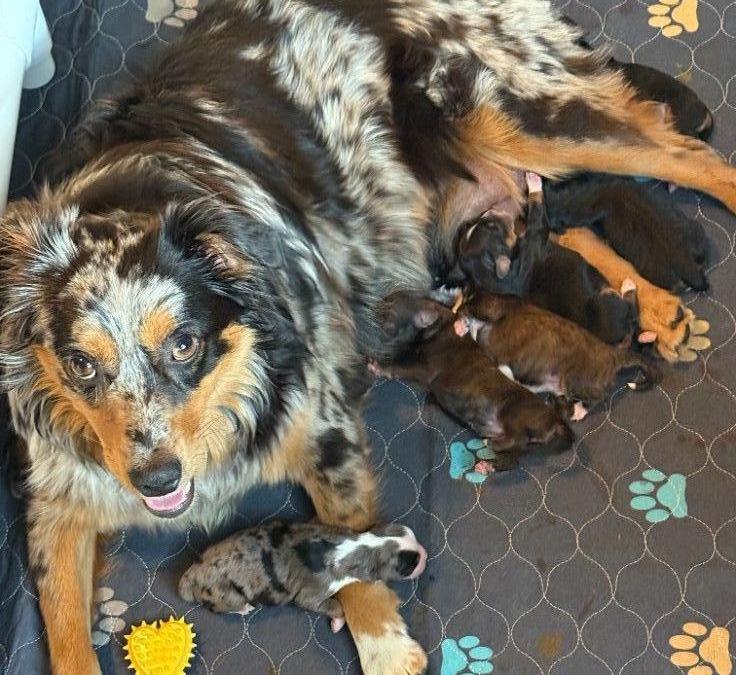 She had a litter of 7 beautiful healthy mini Aussie doodles