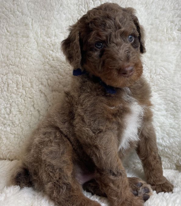 AKC Standard Poodles
