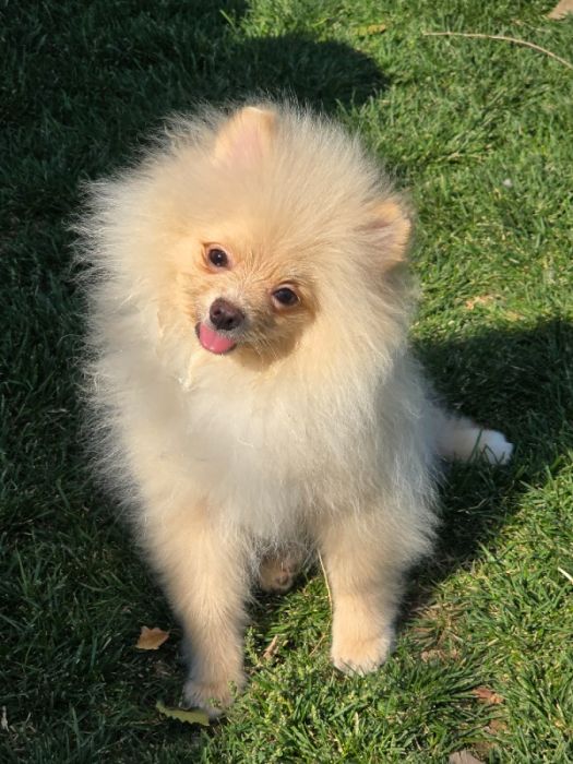 AKC Pomeranian Puppies