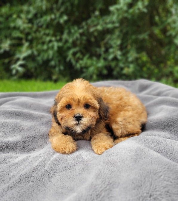 Shihpoo - Shih tzu- Poodle