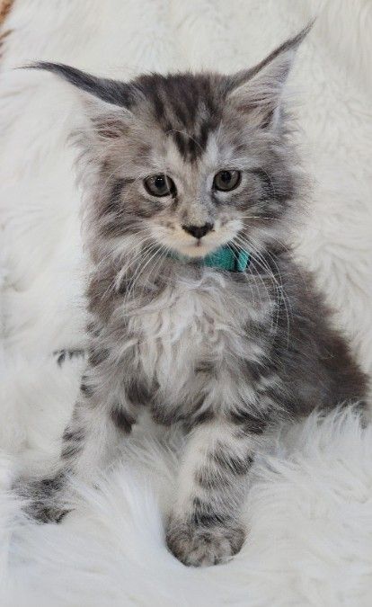European Maine Coons