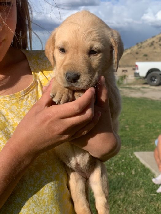 AKC Yellow Labs