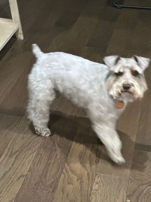 Mini Schnauzer