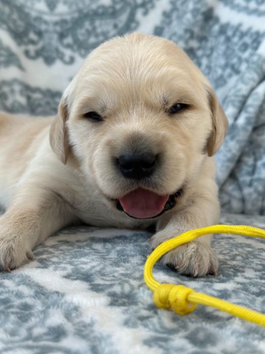 AKC registered Golden Retrievers