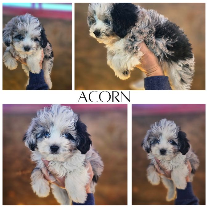 Toy sized Aussiedoodle Puppies