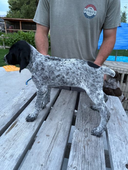 Female German Wirehaired Pointer