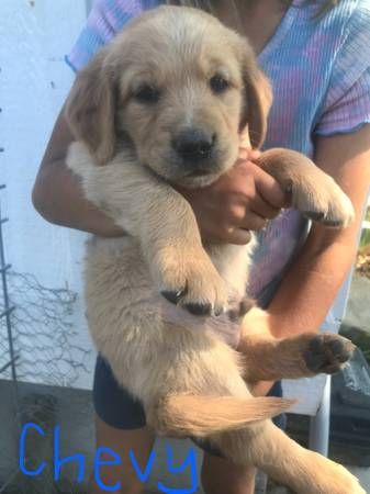 "Chevy"
