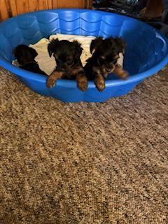 Small Smart Adorable AKC Yorkie Puppies