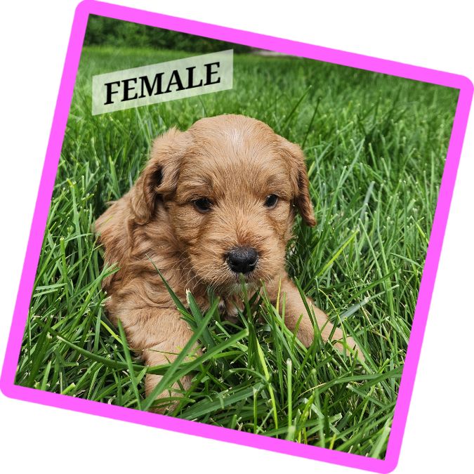 F1b Mini Goldendoodles available!