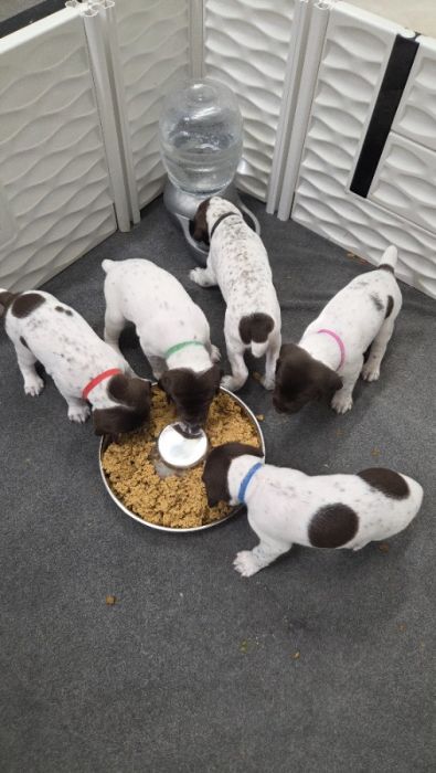 AKC German Shorthaired Pointer Lots of EXTRAS