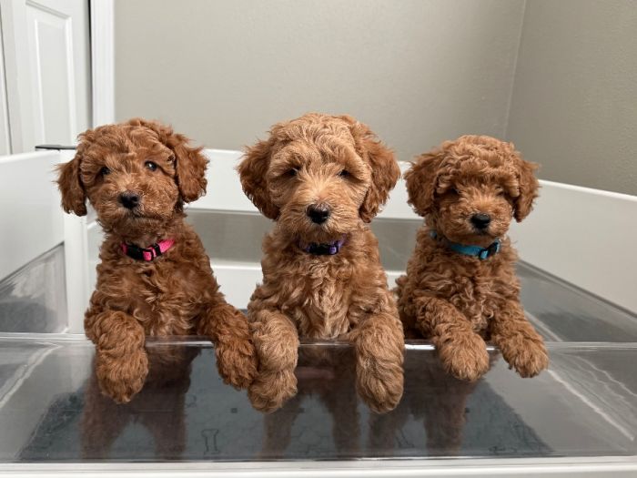 Mini/micro Labradoodle puppies