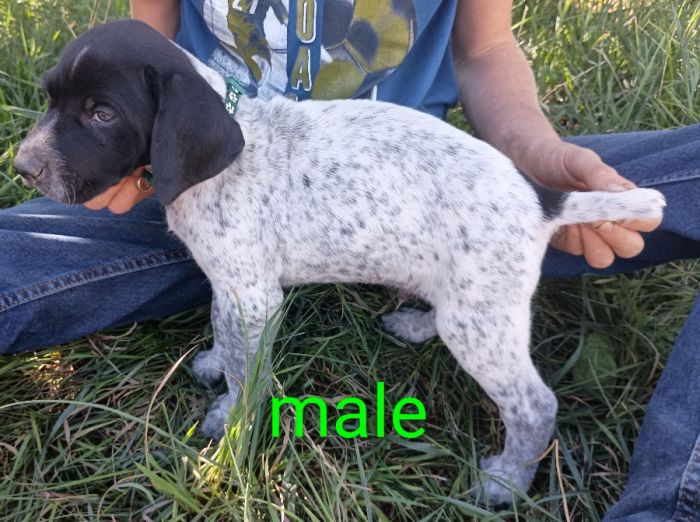 German shorthaired pointers 