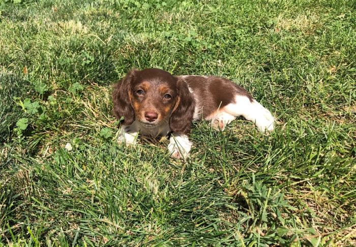 Longhair Chocholate & Tan Piebald Female 