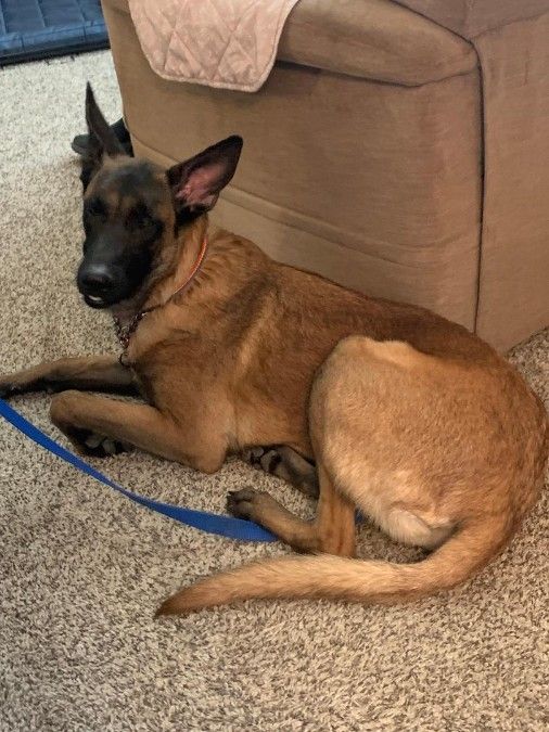 Rescue Dogs in Need of Homes