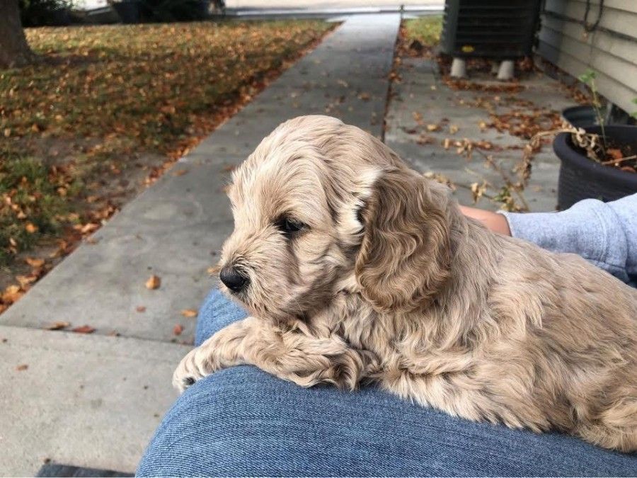 2023 puppy example