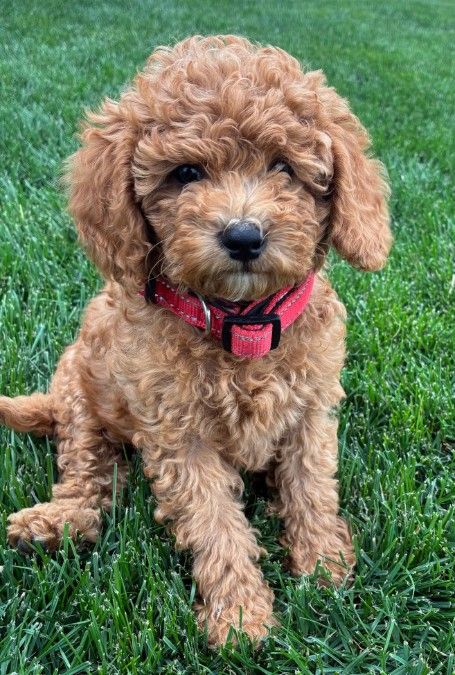MINI MINI GOLDENDOODLE PUPPIES