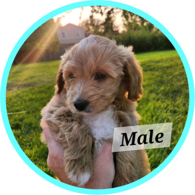 F1b Mini Goldendoodles available! 7 weeks old!
