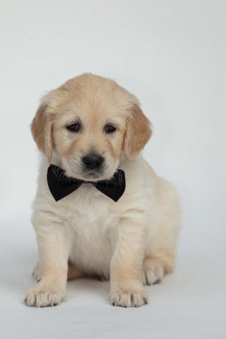 AKC Golden Retriever Puppies OFA Certified