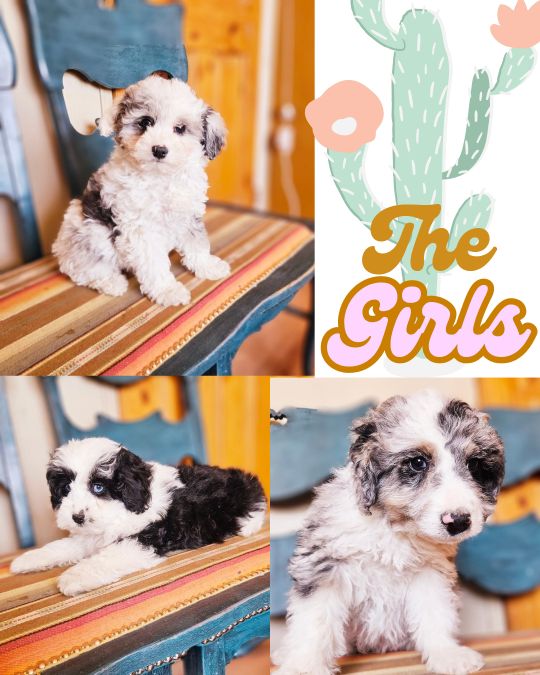 Mini Aussiedoodle Puppies