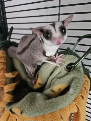 Sugar gliders