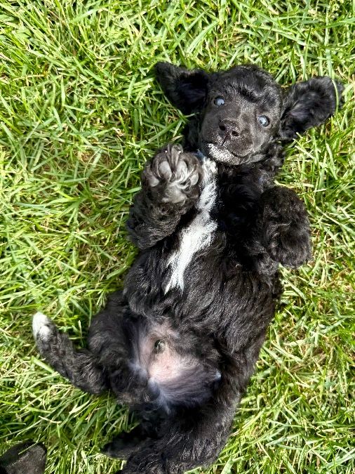 AKC miniature poodle puppies