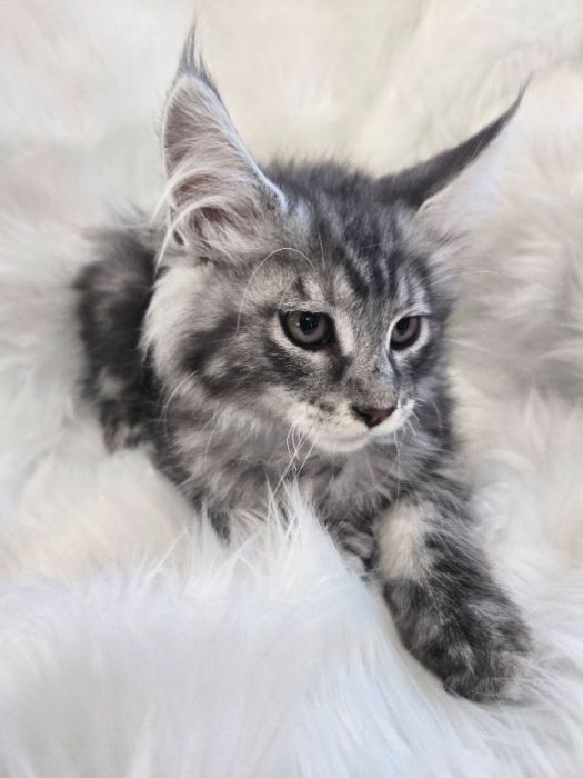Purebred European Maine Coon Kittens  FREE DELIVER