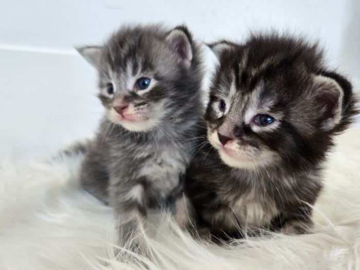 European Maine Coons