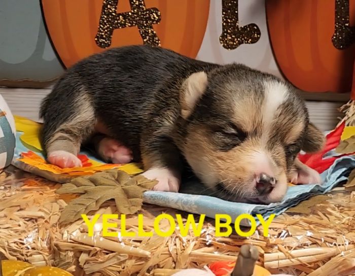 Pembroke welsh corgis 