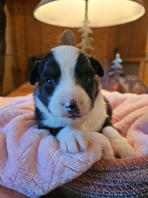 Toy Australian Shepherds ASDR